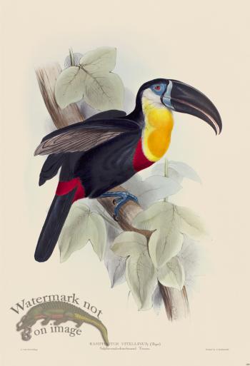 Sulphur and white breasted Toucan